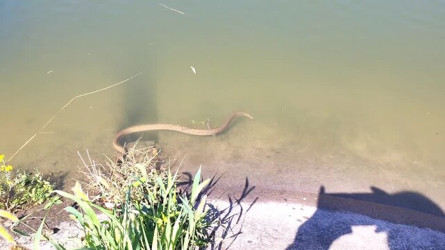 Pale grass snake swimming in clear shallow water in natural outdoor pond setting.