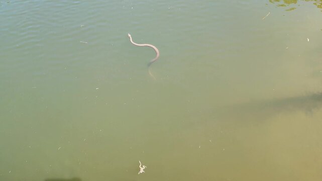 Pale grass snake swimming in clear shallow water in natural outdoor pond setting.