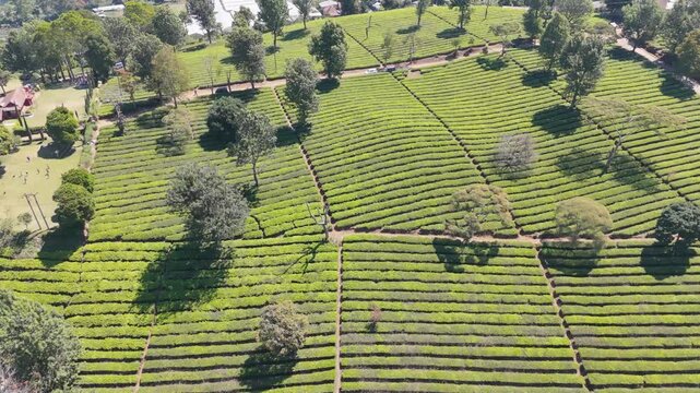 Drone Captures Neat Rows of Tea Plants and Trees at Sukawana Plantation in West Java