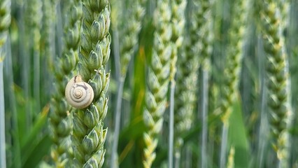 Delicate close-up of ripe barley ears growing in a Swiss field, featuring a tiny snail resting on a barley grain. An unusual encounter between a small gastropod and the cereal crop. © Sibylle