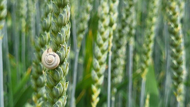 Delicate close-up of ripe barley ears growing in a Swiss field, featuring a tiny snail resting on a barley grain. An unusual encounter between a small gastropod and the cereal crop.