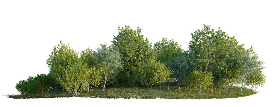 Acer negundo variegatum, Arbutus unedo and Betula utili tree line, Forest Edge, Backdrop cutout, isolate transparent background