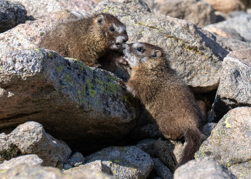 yellow-bellied marmot (Marmota flaviventris) babies playing on Mt Blue Sky
