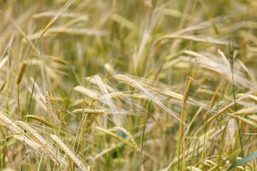 Obraz premium Golden wheat stalks sway gently in the breeze