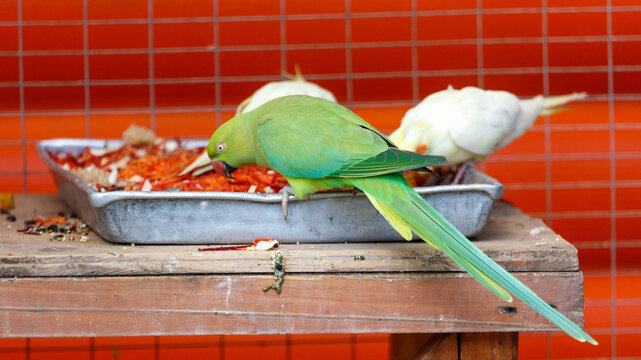 Green parakeet eats from tray on wooden surface. White parakeet sits nearby in background. Food scattered around metal container. Red grid wall behind wooden table