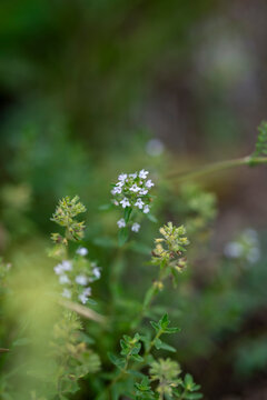 Thyme Herb Flowers in Garden