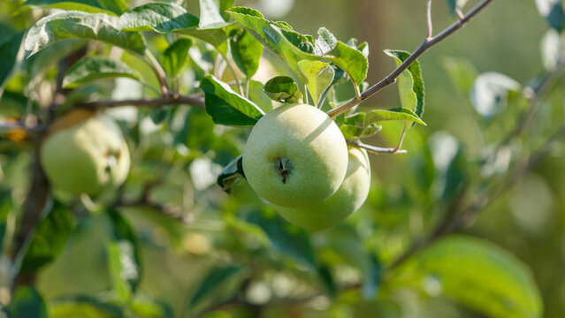 Close-up of a single green apple on tree branch