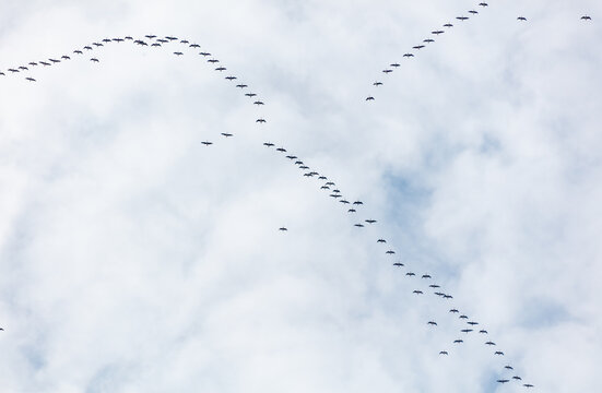 Birds fly in graceful patterns against a cloudy sky