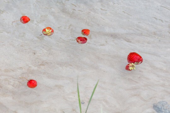 Fresh strawberries float in shallow, rocky stream water