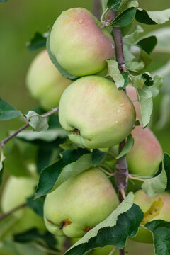 Fresh, green apples with red blush ripen on branch