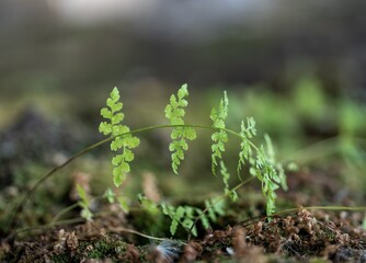 Delicate green fern fronds in a forest © Andy
