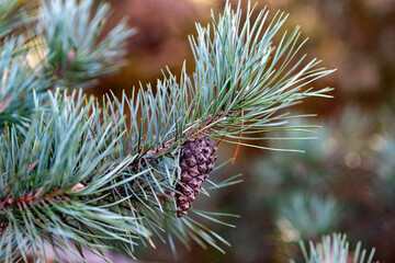 Pine cone on a coniferous tree branch © Andy