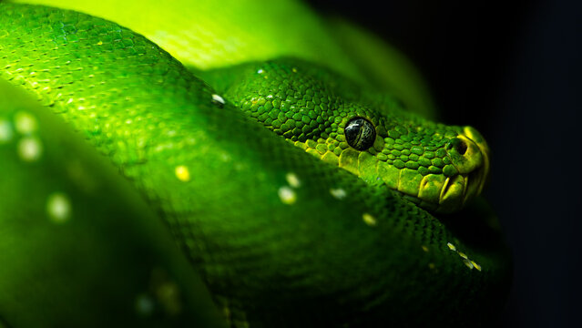Green tree python snake close up macro detailed photo