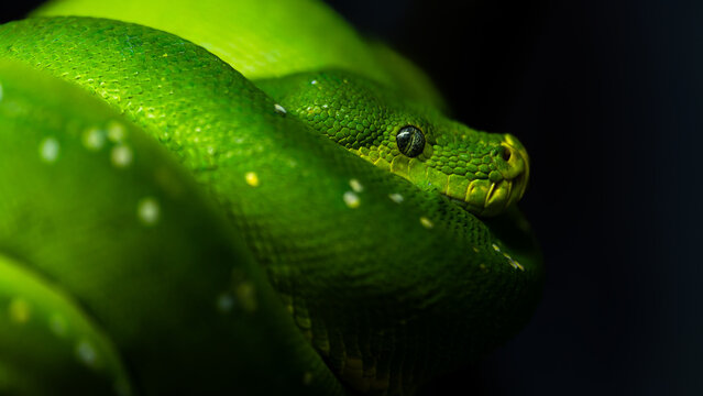 Green tree python snake close up macro detailed photo