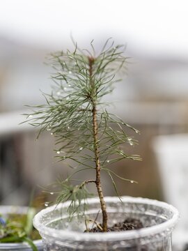 Small Pine Sapling in a Plastic Pot