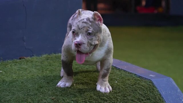 Cute American Bully puppy standing on grass with its tongue out in a dog park. Adorable companion pet looking at the camera in an outdoor lifestyle setting.