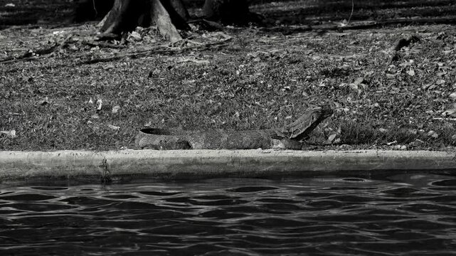 Monochrome close up of water monitor varanus salvator basking by the pool in a park