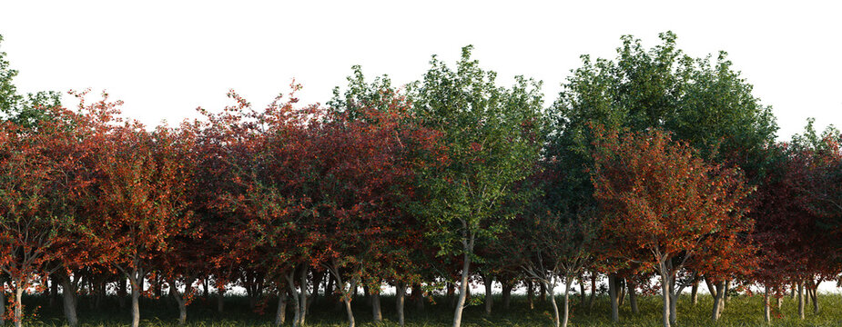 Crataegus persimilis tree line, Forest Edge, Backdrop cutout, isolate transparent background, Autumn Trees Row, Fall Foliage, Colorful Leaves Along a Roadside - Stock Photo Image