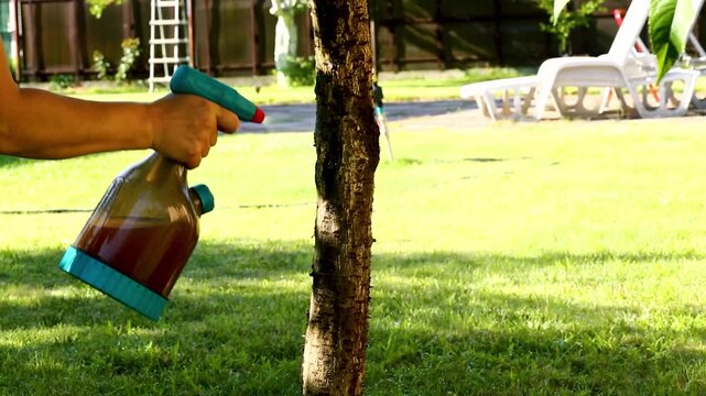 Applying fungicide solution on tree trunk in bright backyard garden setting