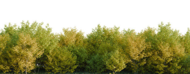 Sambucus racemosa plumosa tree line, Forest Edge, Backdrop cutout, isolate transparent background, Dense row of autumn trees with golden foliage, ideal for landscape borders and backgrounds. © Peter Hai