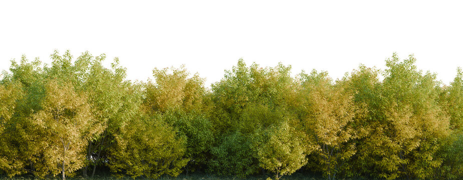 Sambucus racemosa plumosa tree line, Forest Edge, Backdrop cutout, isolate transparent background, Dense row of autumn trees with golden foliage, ideal for landscape borders and backgrounds.