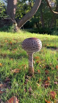 Parasol Macrolepiota procera on grass outdoor in Germany