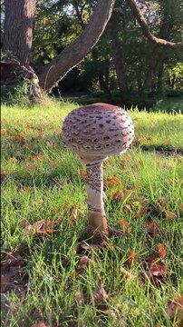 Parasol Macrolepiota procera on grass outdoor in Germany vertical 