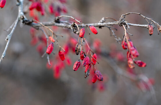 Red Barberry Berries on a Branch