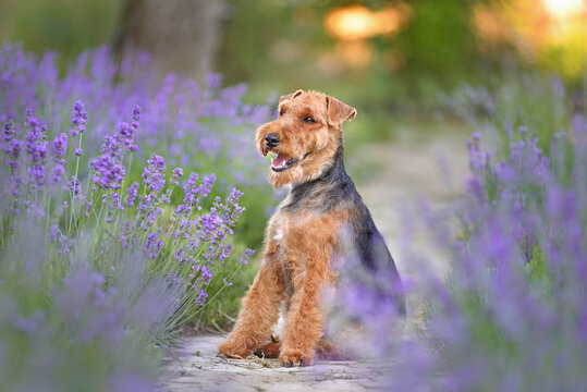 Welsh terrier dog resting in a blooming lavender