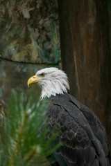 Fototapeta premium Bald eagle portrait with alert gaze in natural woodland