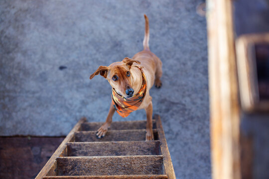 Dog wants to go up the stairs