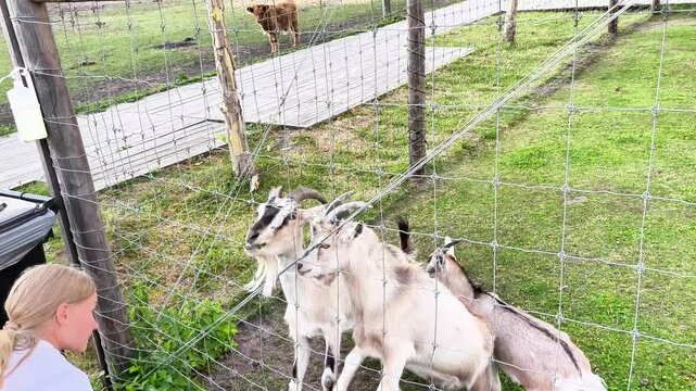 A teenage girl feeds goats through a fence at an outdoor petting zoo. Animal interaction during a summer family vacation on a farm, animal care