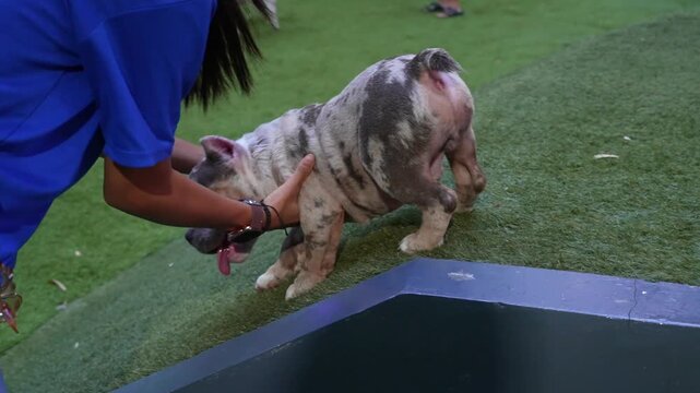 Playful merle bully puppy interacting with a person on green grass at an outdoor dog park, showing energetic behavior, pet bonding, and an active lifestyle.
