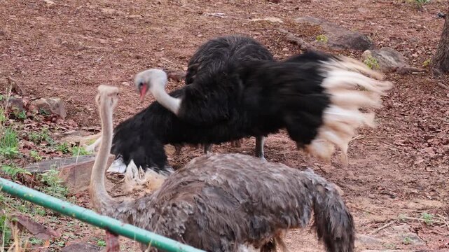 Male common ostrich performing romantic courtship kanteling dance to rejective female