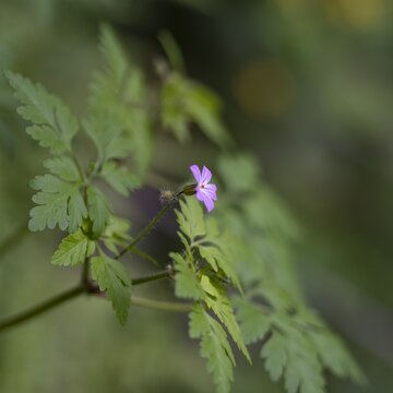 Delicate Pink Herb Robert Wildflower in Nature