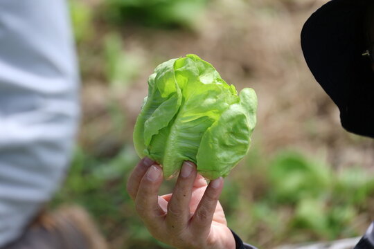 The gardener cut Butterhead lettuce from the garden and held it up to show off. This organic leafy green salad is characterized by its loose, rose-like head formation, soft, glossy, sweet, crisp flavo