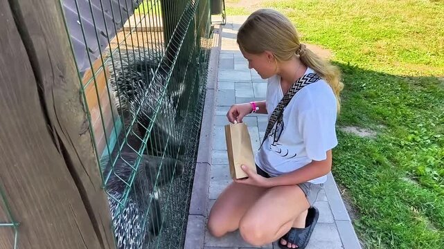 teenage girl feeds a porcupine through a fence at an outdoor petting zoo. Interacting with animals during a summer family vacation on a farm, and caring for animals.