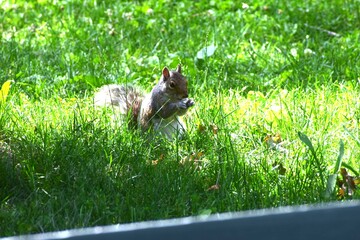 squirrel on the grass © Bartos