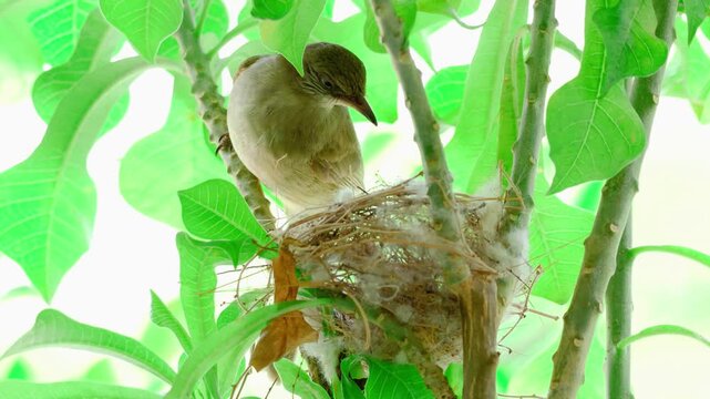 A wonderful macro of female streak eared bulbul bird looking down at her chicks inside cup nest