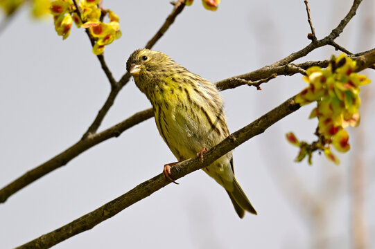 Willow warbler // Fitis (Phylloscopus trochilus)
