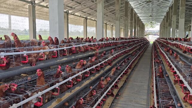 Brown hens crowding wire cages in commercial layer farm, large scale egg production barn.