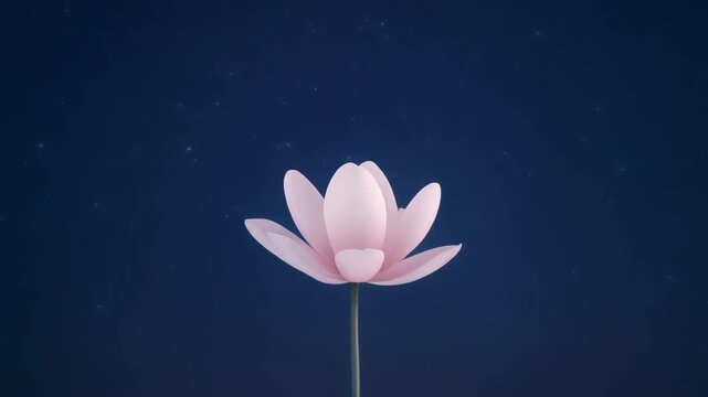 Blooming lotus flower timelapse in soft natural light progression