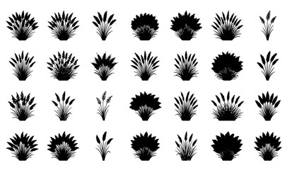 Pink Muhly Grass Vector Illustration with Ornamental Blooming Landscape Plant Silhouette Collection © zarina