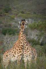 giraffe eating grass © ahmad