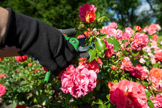 Gardener caring for blooming red and pink roses in garden, floral maintenance and natural beauty