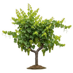 Obraz premium Small green grape vine bush with fresh leaves