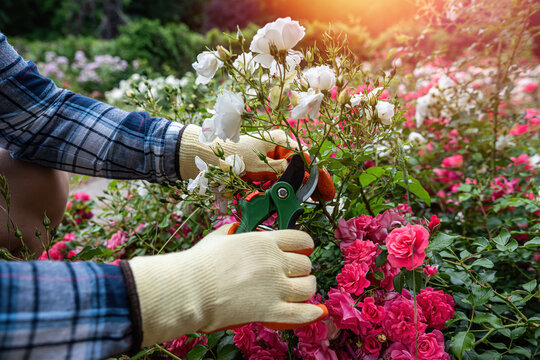 Hands pruning light pink rose bush with green secateurs in blooming garden, floral care concept