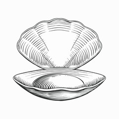 Minimalist vintage engraving of an open scallop shell with ribbed texture © kaka