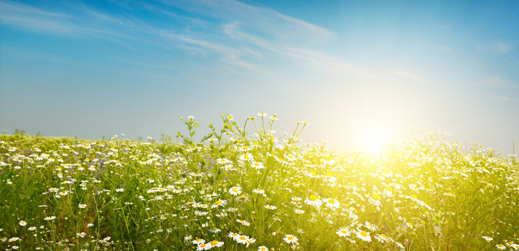 Serene daisy field at sunrise with warm glow and soft clouds
