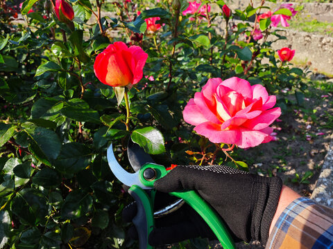 A gardener trims a bright red rose with green secateurs on a sunny day. The image captures the essence of plant care, manual work